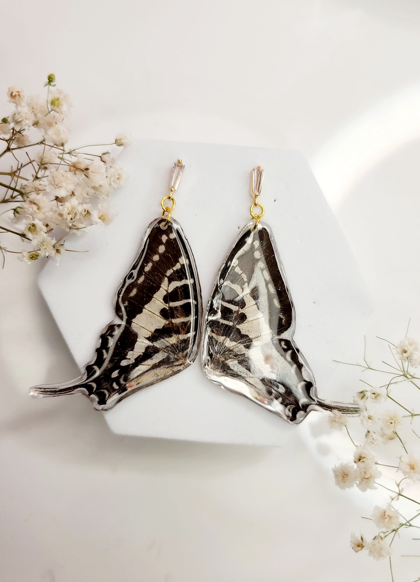 Spot Swallowtail (Graphium Nomius)