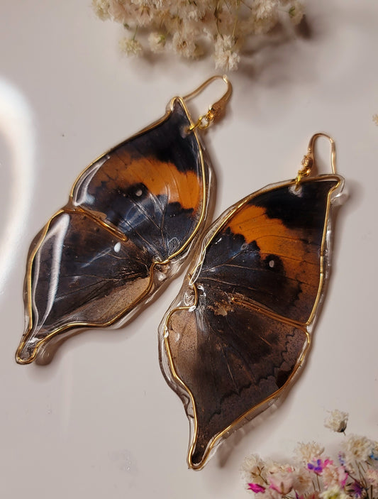 Orange Oakleaf butterfly